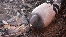 鴿子,動物,專情,屍體,風化,中國大陸（圖／翻攝自蛋蛋贊網站）