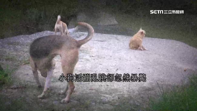 山妖遭打擾作祟？逾10隻狗離奇暴斃