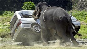大象,攻擊／路透社