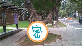 清華大學,清大,校園,榕樹（圖／翻攝自靠北清大）