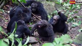 黑猩猩,猩猩,圍攻（圖／翻攝自YouTube）