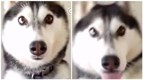 哈士奇,狗,汪星人,月月.二哈,巴掌,生氣,寵物
（圖／翻攝自YouTube）