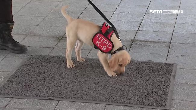 超萌小警犬「福星」　偵搜訓練曝光