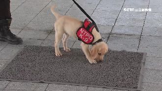 超萌小警犬「福星」　偵搜訓練曝光