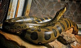 美國,蟒蛇,報警,纏住,蛇頭,鼻子（圖／攝影者Anderson Mancini, Flickr CC License）
https://goo.gl/bJ8kTL