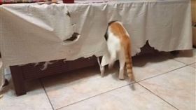 報怨喵星人毀桌巾　意外釣出眾多鏟屎官內心的眼淚（圖／翻攝自《貓咪也瘋狂俱樂部》臉書）
