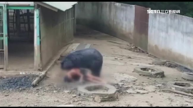 逗弄黑熊遭狂咬　泰男送醫縫近千針