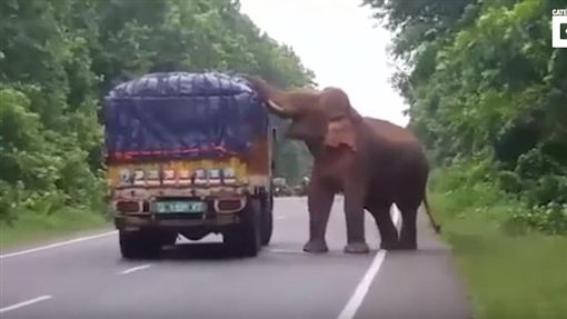 印度公象發情夜襲民宅　一家6口慘遭滅門