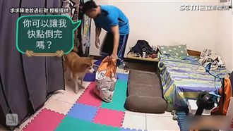 養狗的人秒懂！倒飼料給狗狗形同作戰