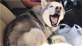 哈士奇,汽車,前座,頂嘴,宙斯,狗狗,毛小孩,汪星人　圖／翻攝自YouTube