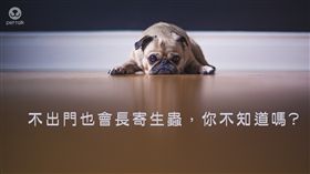 圖／翻攝自PetTalk官網