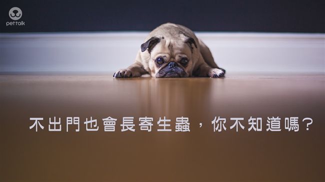 飼主注意！貓狗不出門也會長寄生蟲