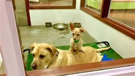 流浪狗收容中心,領養,狗狗,汪星人（圖／Maricopa County Animal Care & Control臉書）