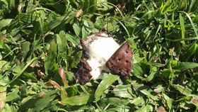 冰淇淋烈日曬4天　就連螞蟻也不敢吃
圖/翻攝自Mary Salter 臉書