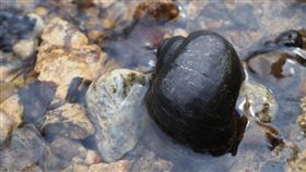 福壽螺,害蟲(flickr https://www.flickr.com/photos/harumkoh/20733907266/in/photolist-4mUgPV-5Z1XSE-5YWKpZ-5YWL8n-5Z1XiL-diFcax-6raP4Q-7y8Gx6-7pEGHC-xAbGgL-4kuFW7)