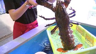 海鮮空運直送！這大龍蝦比新生兒還重