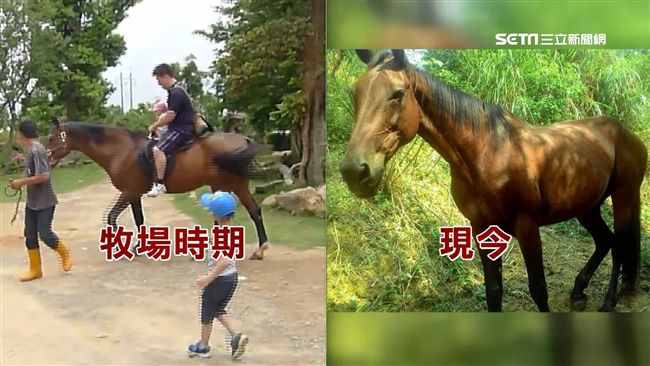 風吹草低見瘦馬？通霄樹林奇遇疑棄養