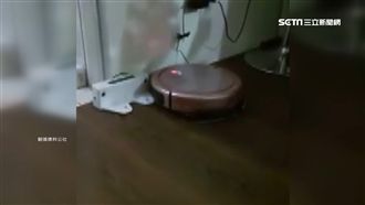 掃地機器人「迷途」　撞牆卡卡回不去