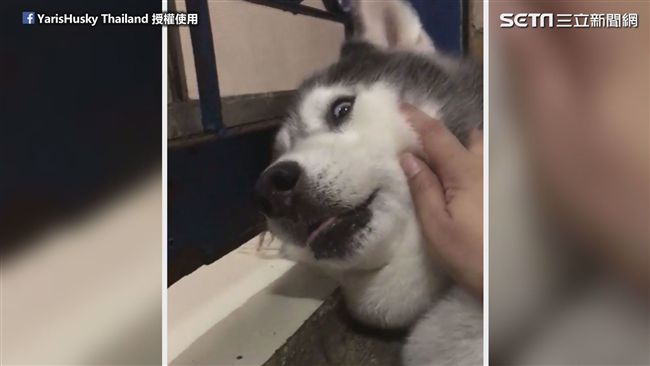 毛孩美夢被吵醒　無辜表情超有人味