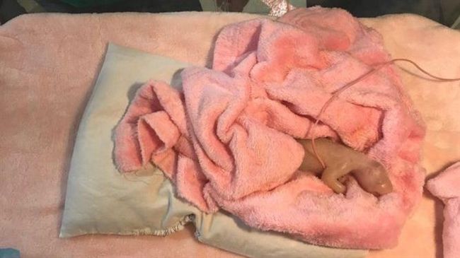 貓熊歡歡法國產雙胞胎　一子不幸夭折