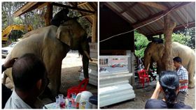 泰國,大象,主人,靈堂,跪拜（圖／翻攝自ทัชดา ชื่นพระแสง臉書）