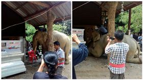 泰國,大象,主人,靈堂,跪拜（圖／翻攝自ทัชดา ชื่นพระแสง臉書）