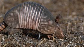 犰狳（圖／翻攝自維基百科）