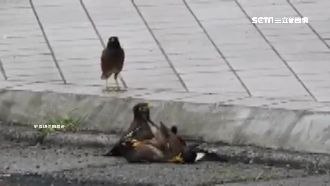 八哥街頭「打群架」　同伴圍觀看熱鬧