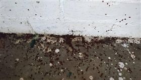 壁蝨（圖／翻攝自爆廢公社三館臉書）