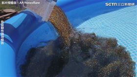 網友將大量水晶寶寶到入泳池中