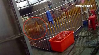 咬到瀕死才算贏…警破獲工寮鬥狗場