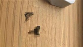 假睫毛,蒼蠅,化妝,眼鏡,近視,Molly Robbins,睫毛膠,蟲
（圖／翻攝自推特）