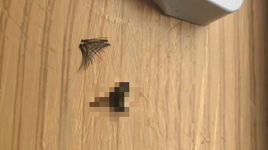 假睫毛好難黏？戴上眼鏡驚覺險誤貼…