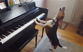 狗狗,汪星人,才華狗,音樂,天賦,彈琴,唱歌,表演（圖／翻攝自Youtube,Buddy Mercury）