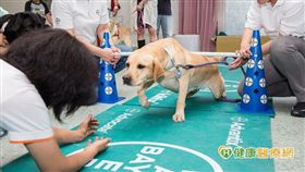 惠光推廣導盲犬體適能　強化中老年犬肌耐力