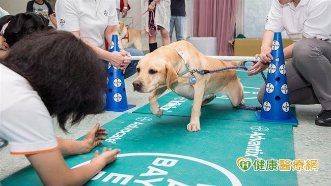 推廣導盲犬體適能　強化老年犬肌耐力