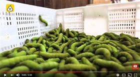 中國大陸,青色肥蟲,饕客,溏心蛋,江蘇,豆丹,害蟲,小龍蝦,賣相（圖／翻攝自梨視頻YouTube）
https://www.youtube.com/watch?v=2QkSKPOkjWA