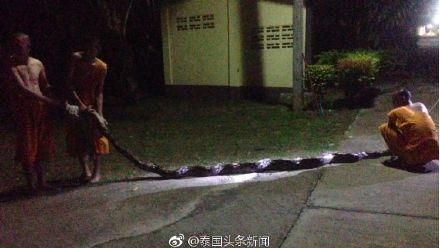8米巨蟒潛入廁所　泰國尼姑險遭活吞