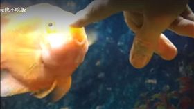 ▲小魚被摸頭很開心。（圖／翻攝自Daily Picks and Flicks臉書）https://www.facebook.com/dailypicksandflicks/videos/1550889664931092/