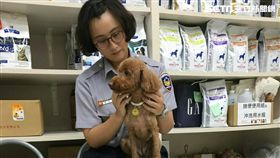 北市1名中年婦女在騎樓撿到貴賓犬，並將牠送至派出所，警方透過晶片找到主人（翻攝畫面）