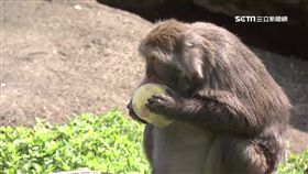 天熱,動物吃冰磚,消暑,獼猴 （圖／翻攝自台北市立動物園）