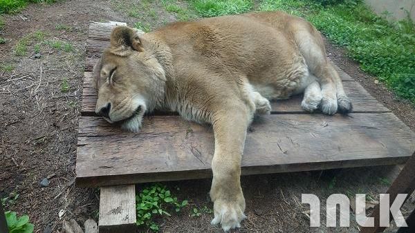 瀕臨倒閉到超高人氣　日本旭山動物園