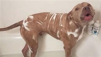 浴室泡泡演唱會！毛小孩飆高音演出