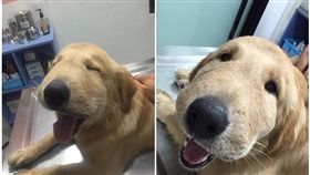 寵物滔客(圖片版權屬於滔客線上雜誌)