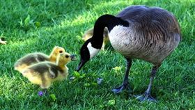 寵物滔客(圖片版權屬於滔客線上雜誌)