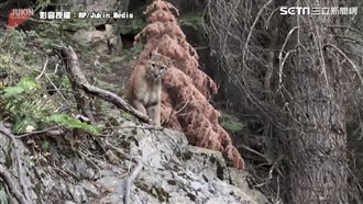 山獅一轉眼消失　下一秒嚇傻登山客