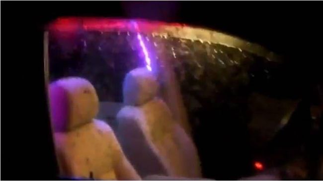 戰鬥民族忘關車窗　愛車上演蟲蟲危機