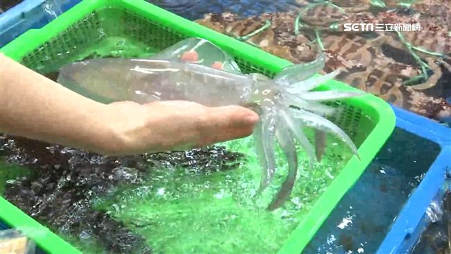 揭密軟絲27種身體密碼　變黑就是…