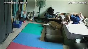 主人連續踩到狗狗。