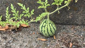 日本,路邊,西瓜,人行道,殘念,Twitter　圖／翻攝自@DC__8787 Twitter